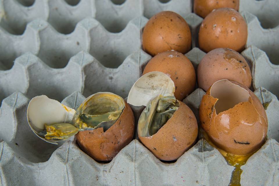 Pukavce poznáte už před rozklepnutím vejce. Stačí si vzít sklenici